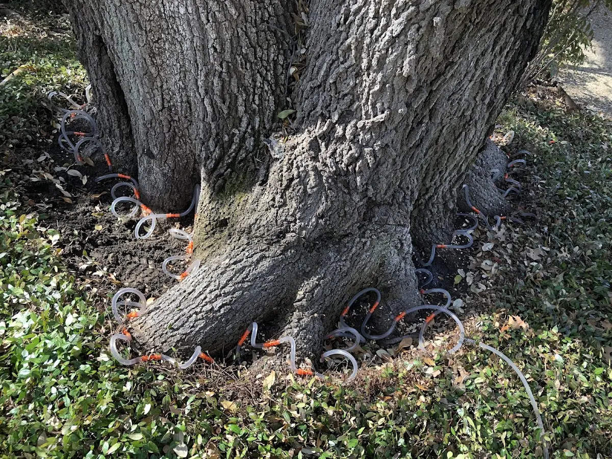 Detailed Tree Cabling and Bracing job site in Bay Village