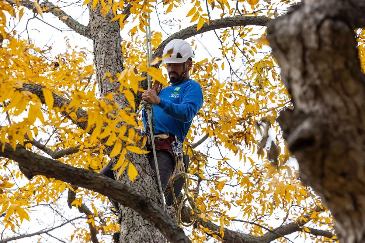 Skilled Tree Planting crew working in Bay Village